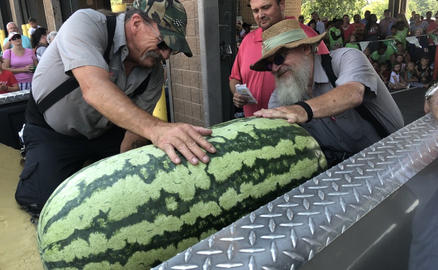 A number of cases where enormous watermelons have been recorded.