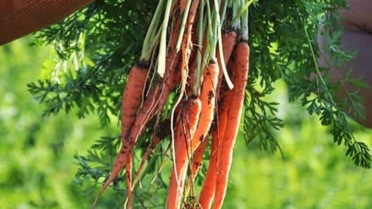 how-many-baby-carrots-in-a-pound