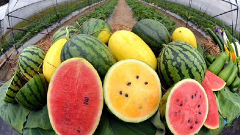 Watermelon come in various colors and tastes and size