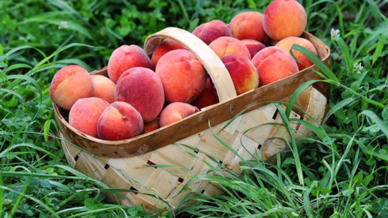 How Much Is A Peck Of Peaches? Most Useful Measurements
