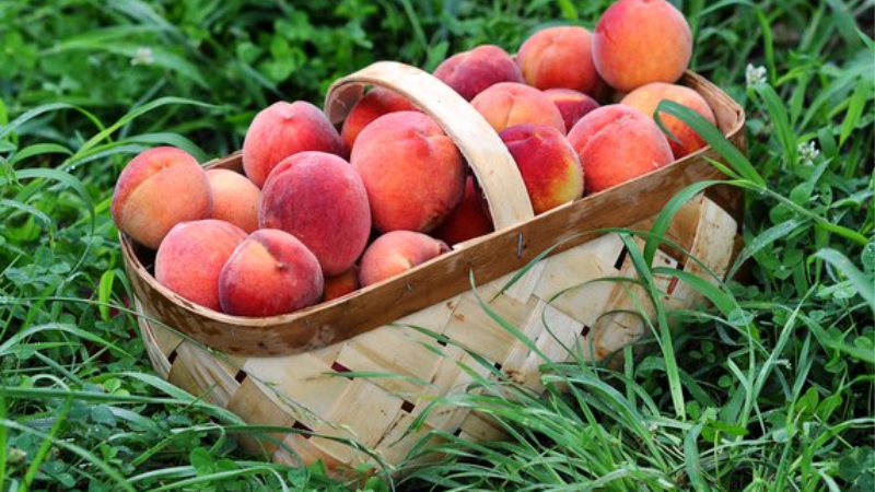 How Much Is A Peck Of Peaches Most Useful Measurements