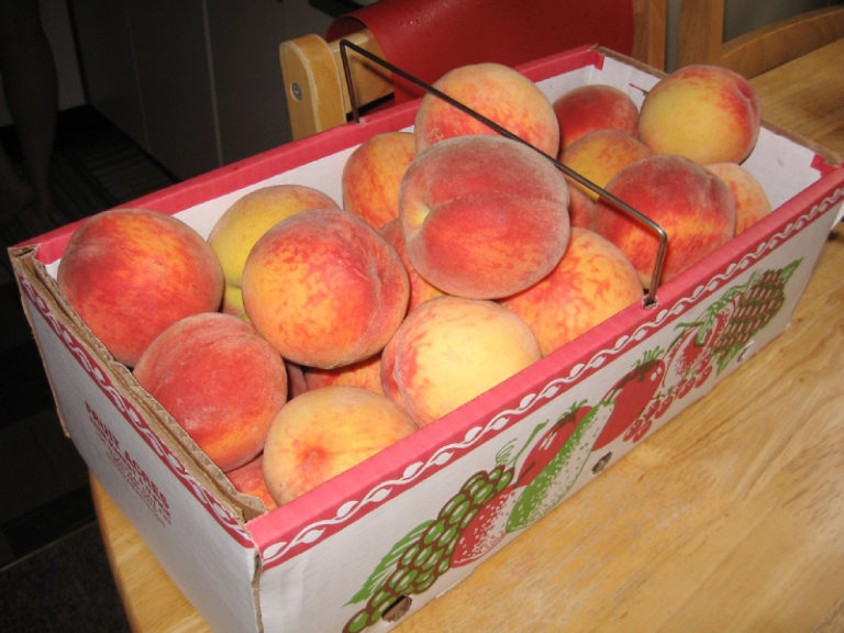 how-much-is-a-peck-of-peaches-most-useful-measurements